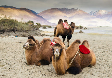 Chandigarh to Ladakh Self Drive Tour Package